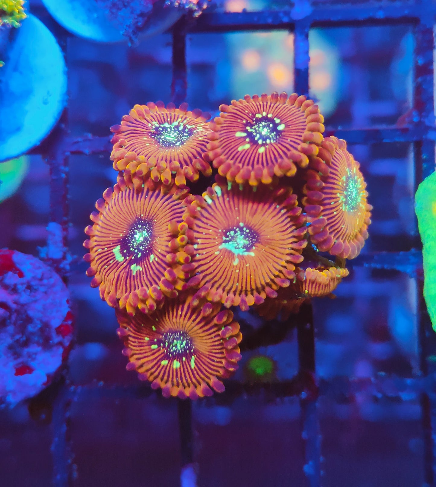 Magician Zoa