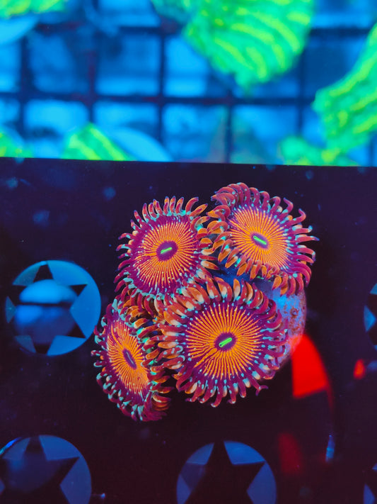 Seduction Zoa